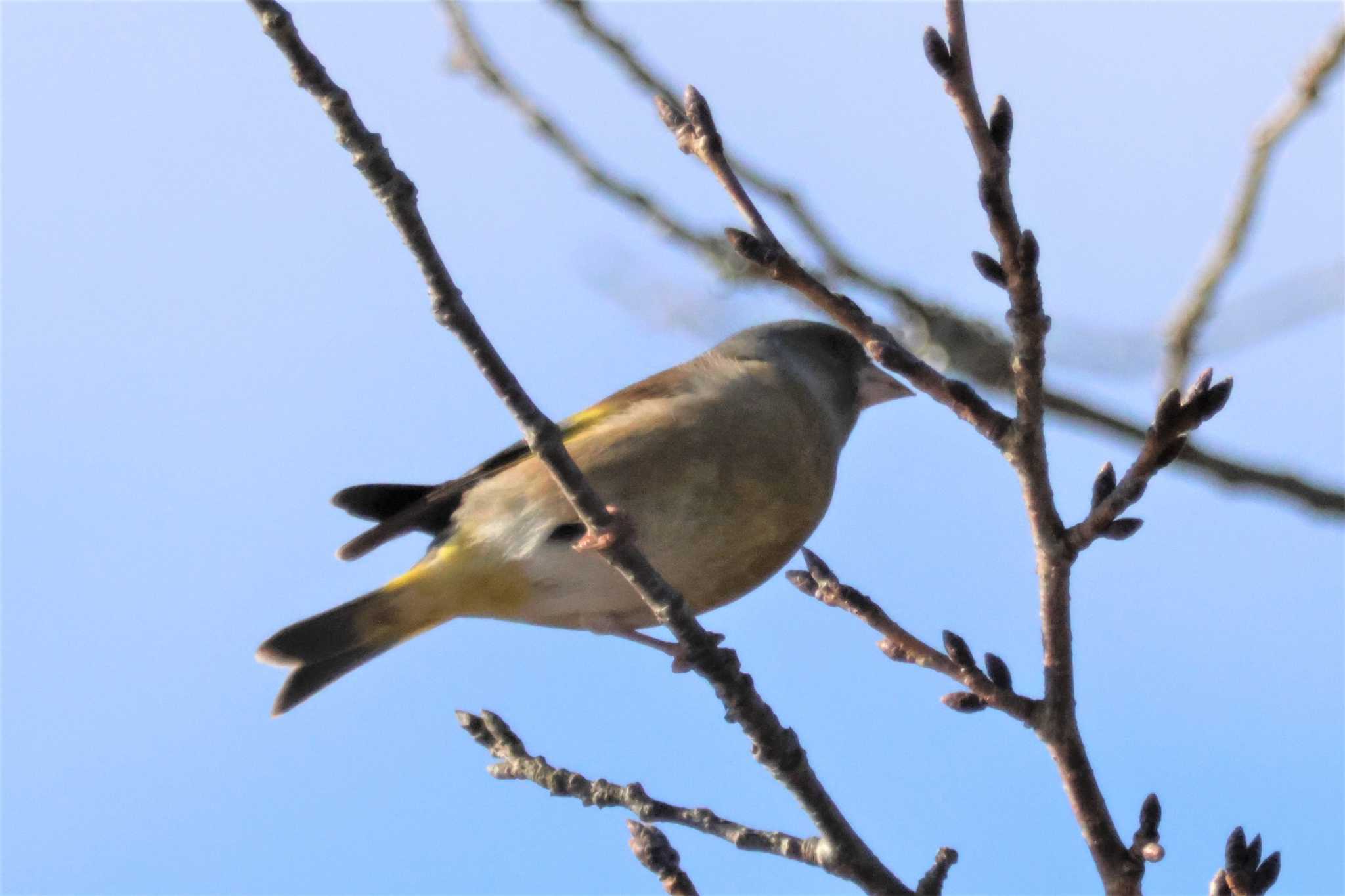 宇土市立岡自然公園 カワラヒワの写真 by momochan