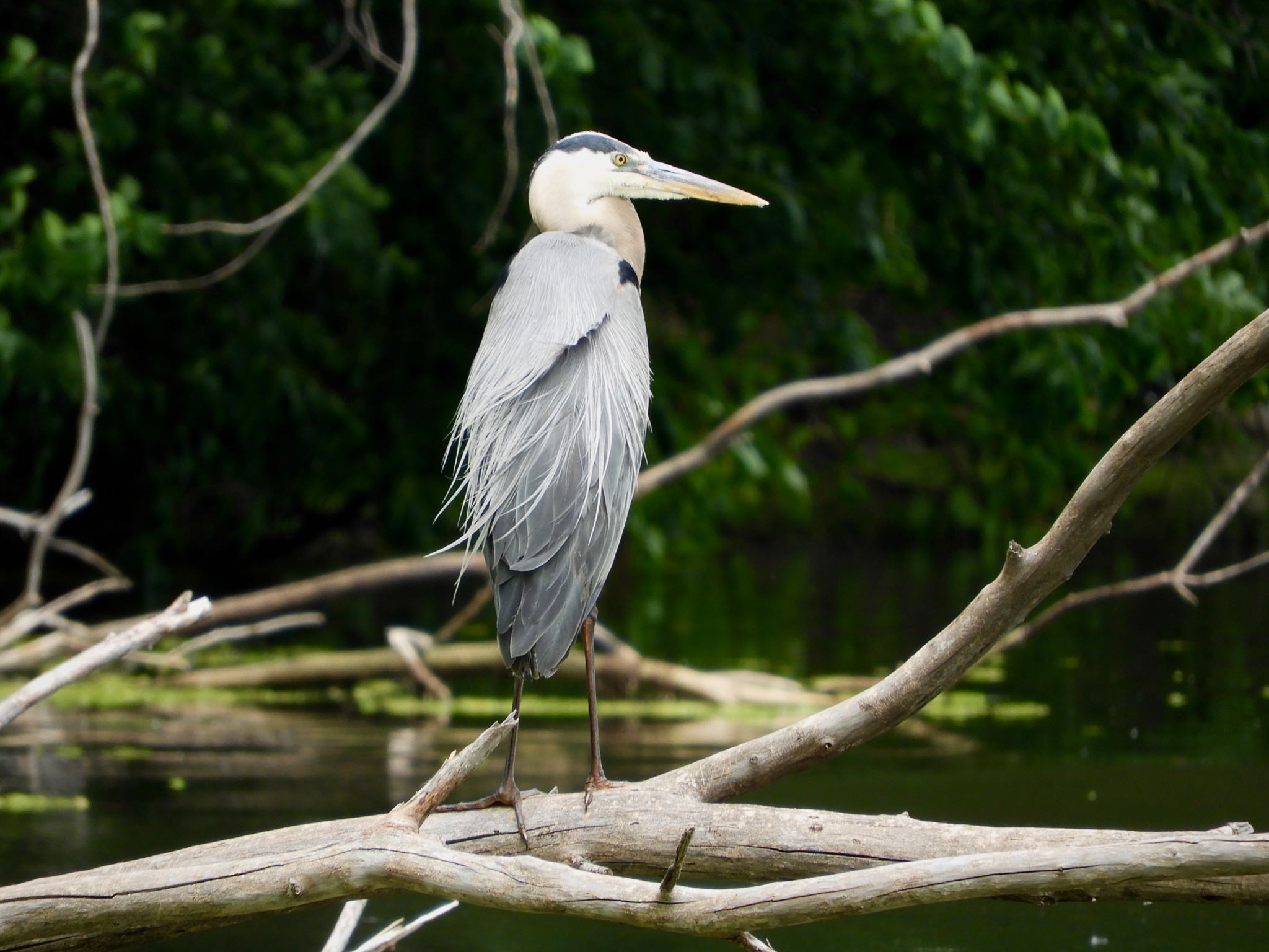 Photo of Great Blue Heron at Lake Como(Minnesota) by たっちゃん365