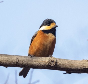 Varied Tit Kinuta Park Tue, 1/24/2023