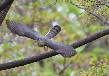 Japanese Sparrowhawk 東京都江東区 Sat, 4/7/2018