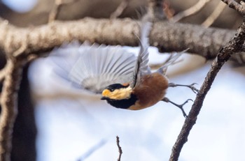 Varied Tit Kinuta Park Tue, 1/24/2023