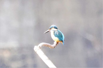 Common Kingfisher 菊池川白石堰河川公園 Wed, 2/1/2023