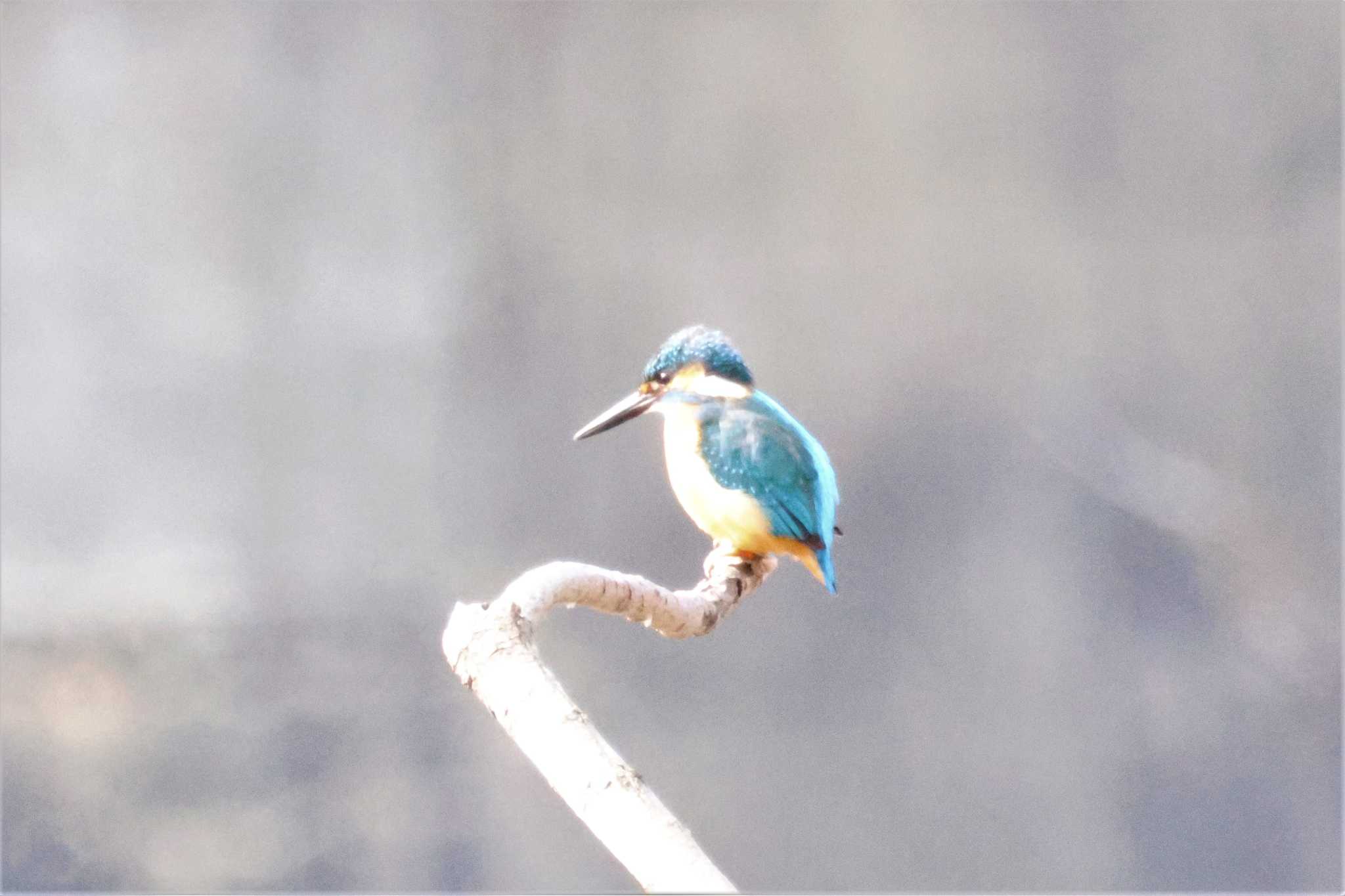 Photo of Common Kingfisher at 菊池川白石堰河川公園 by momochan