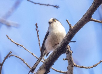 Long-tailed Tit Kinuta Park Tue, 1/24/2023