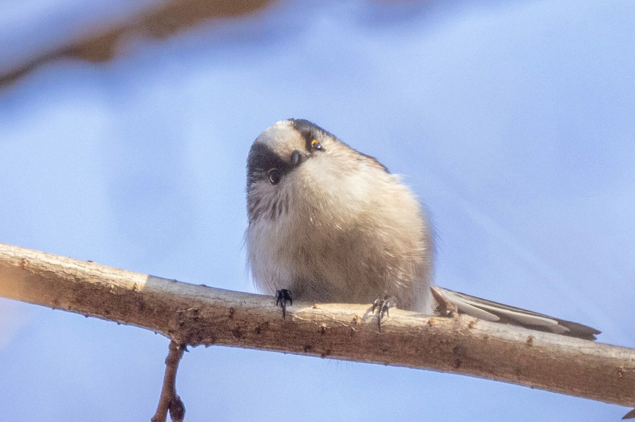 砧公園 エナガの写真