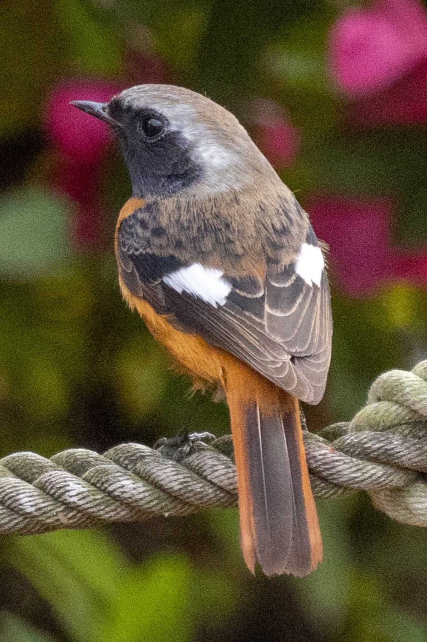 仙川 ジョウビタキの写真 by づかっち