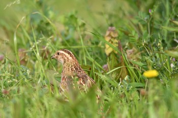 Japanese Quail Kasai Rinkai Park Thu, 4/12/2018