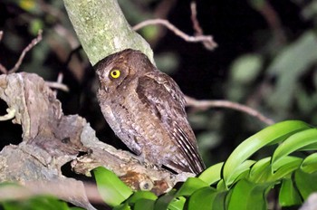Ryukyu Scops Owl Ishigaki Island Fri, 2/3/2023