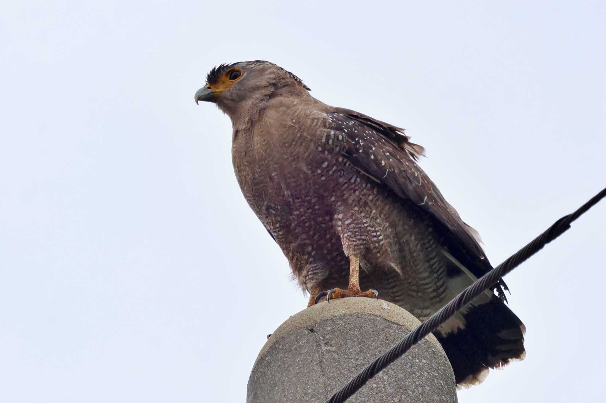 Photo of Crested Serpent Eagle at Ishigaki Island by 藤原奏冥