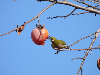 Warbling White-eye 山梨県韮崎市 Sun, 1/1/2023