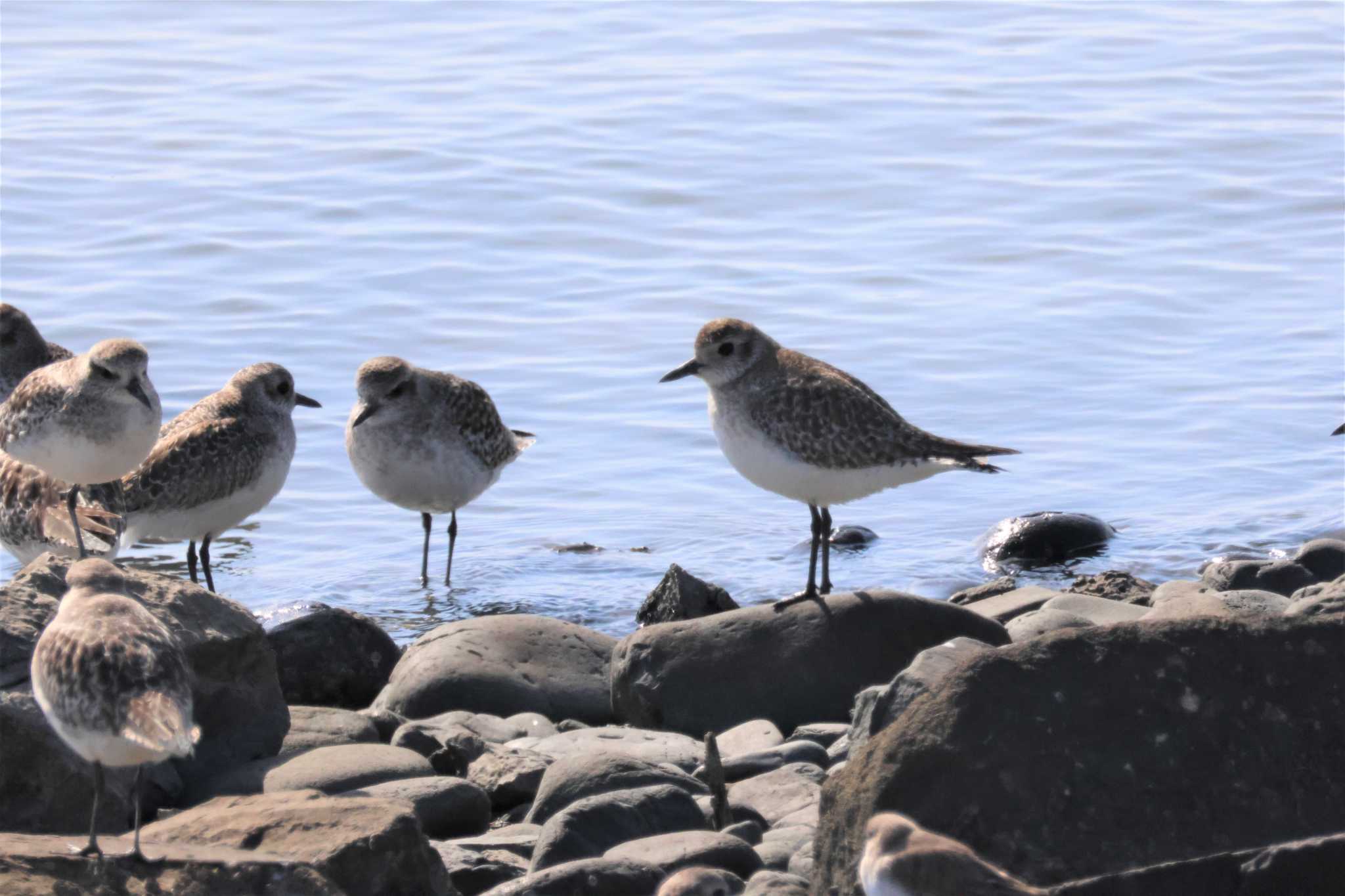 Photo of Grey Plover at 球磨川河口 by momochan