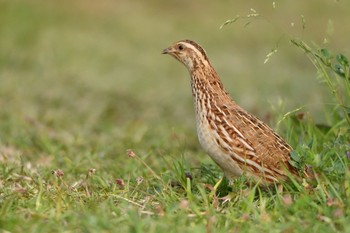 Japanese Quail Kasai Rinkai Park Thu, 4/12/2018