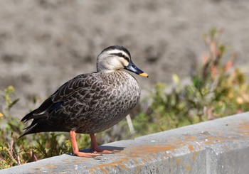 カルガモ 新川耕地 2018年4月8日(日)