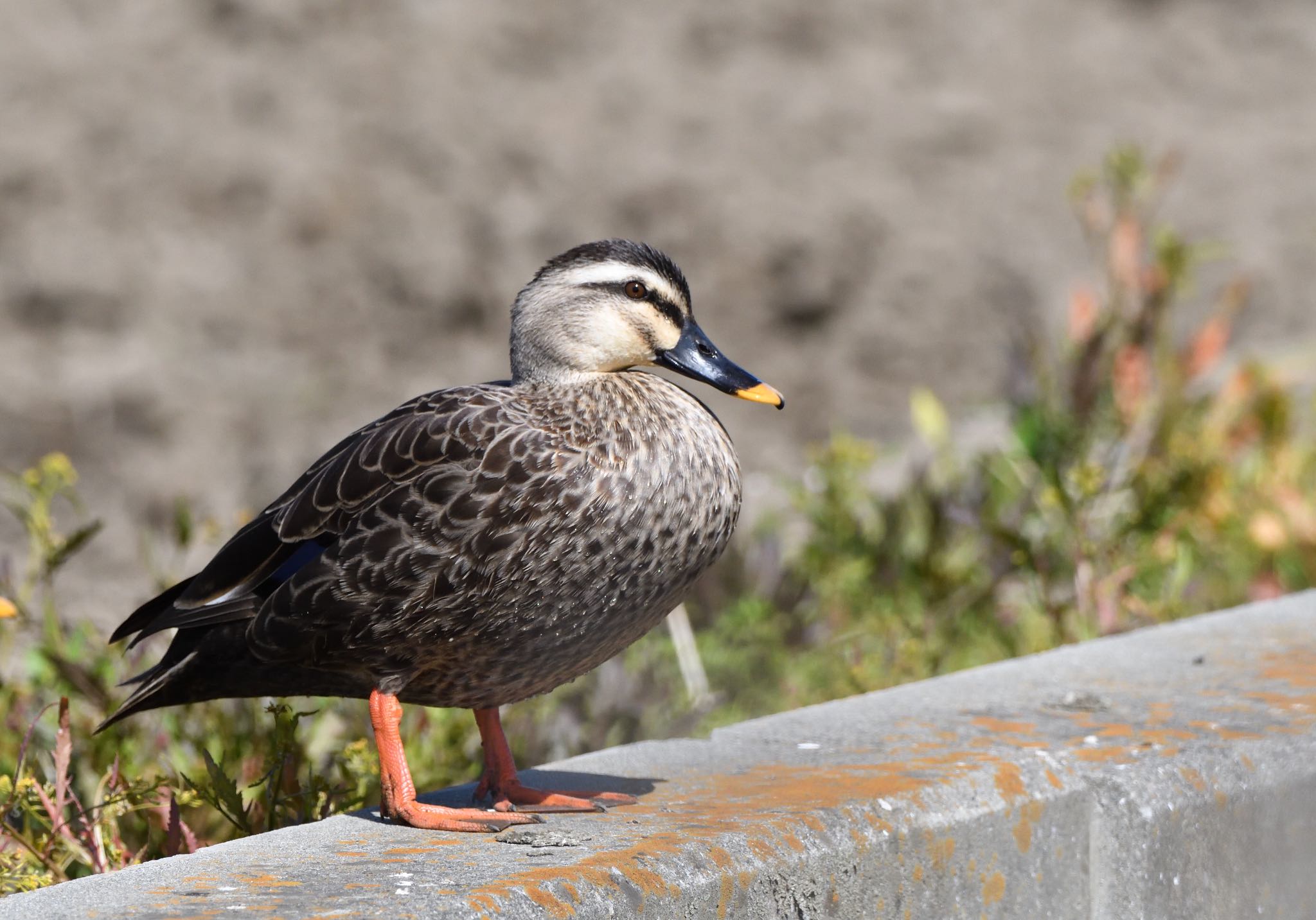 Photo of Eastern Spot-billed Duck at 新川耕地 by しゃちく(週末のすがた)