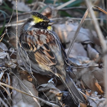 Yellow-throated Bunting Akigase Park Sun, 2/5/2023