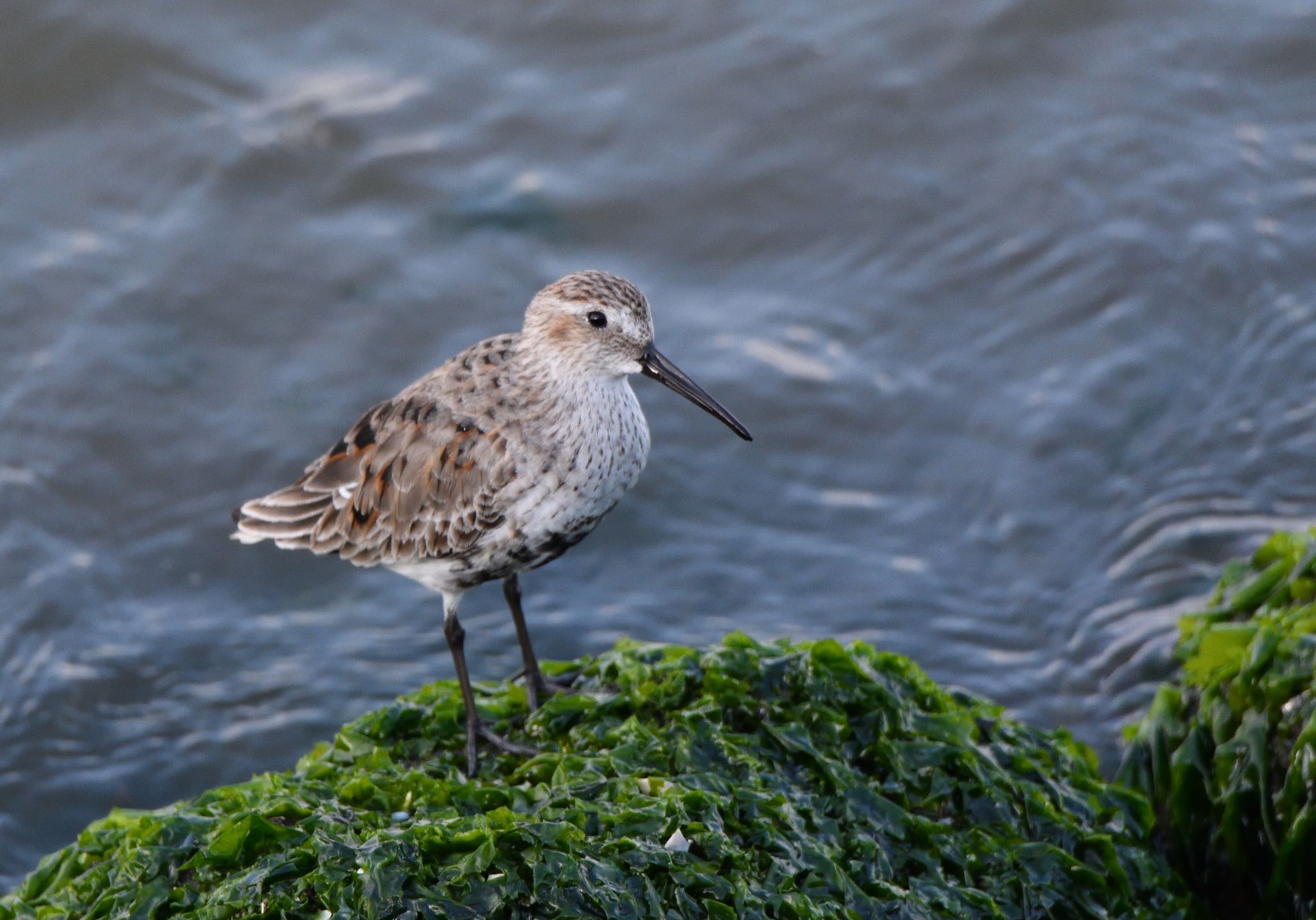 Photo of Dunlin at 新浦安 by しゃちく(週末のすがた)