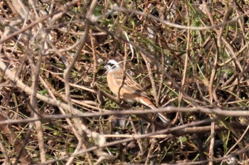 Meadow Bunting 菊池川白石堰河川公園 Wed, 2/1/2023