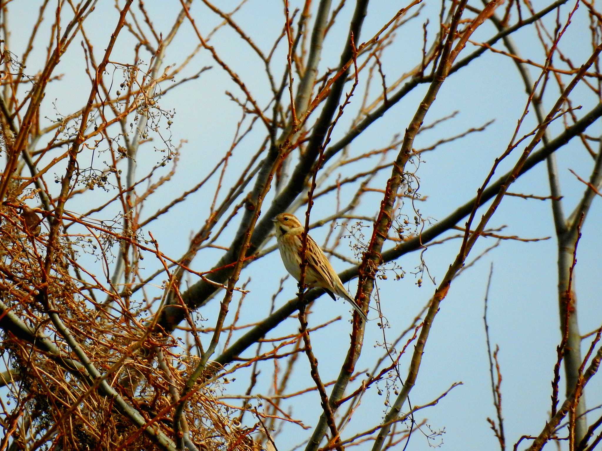 Photo of Common Reed Bunting at 西の湖（滋賀県） by M&Ms