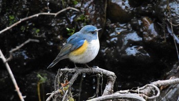 Sun, 2/5/2023 Birding report at Karuizawa wild bird forest