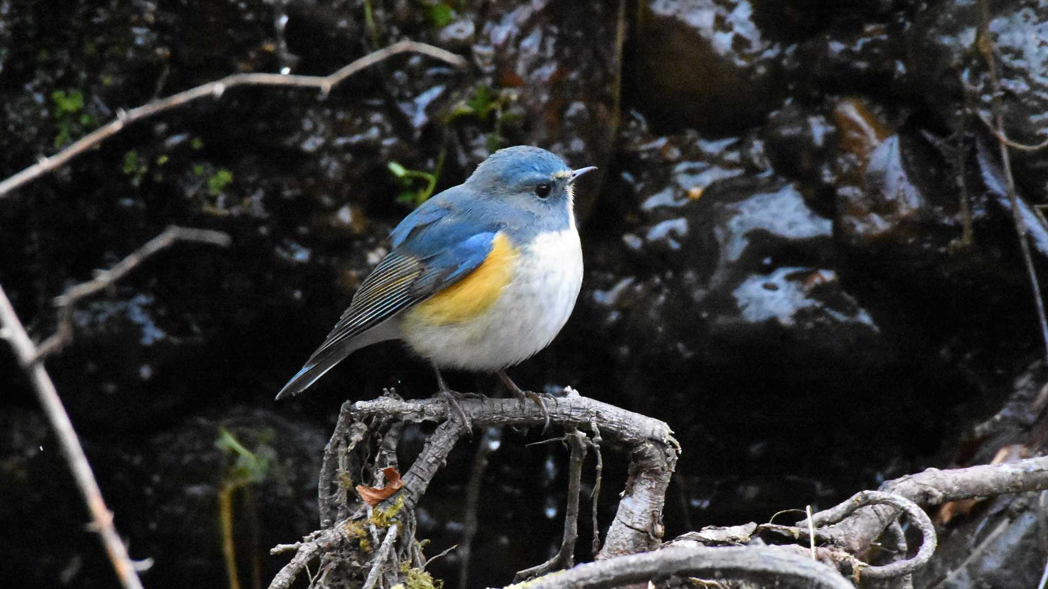 Red-flanked Bluetail