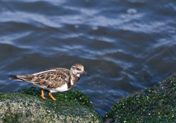 Ruddy Turnstone 新浦安 Sun, 4/8/2018