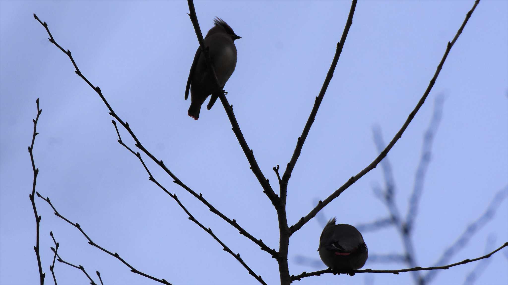 Japanese Waxwing