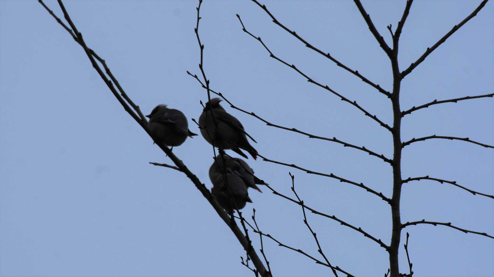 Japanese Waxwing