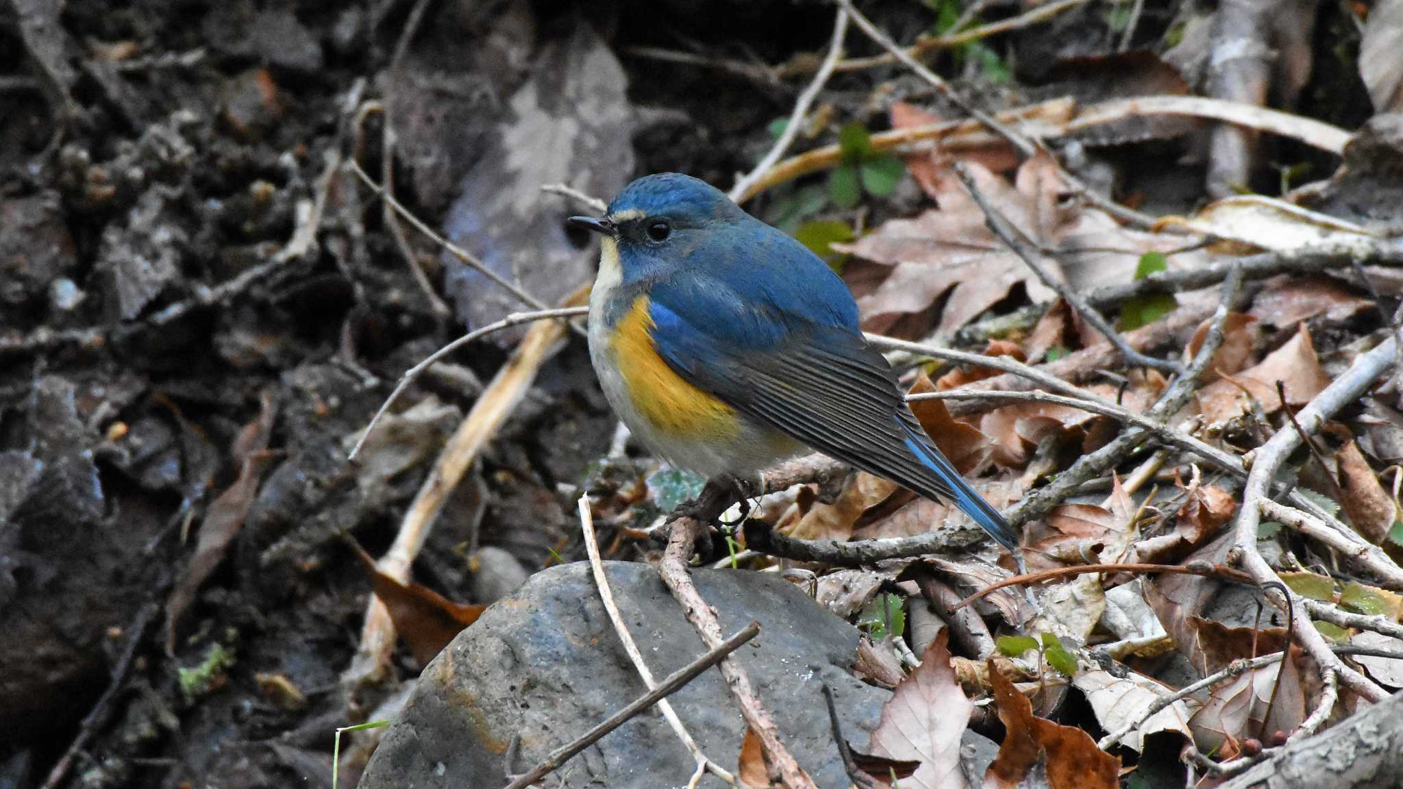 軽井沢野鳥の森 ルリビタキの写真 by ao1000