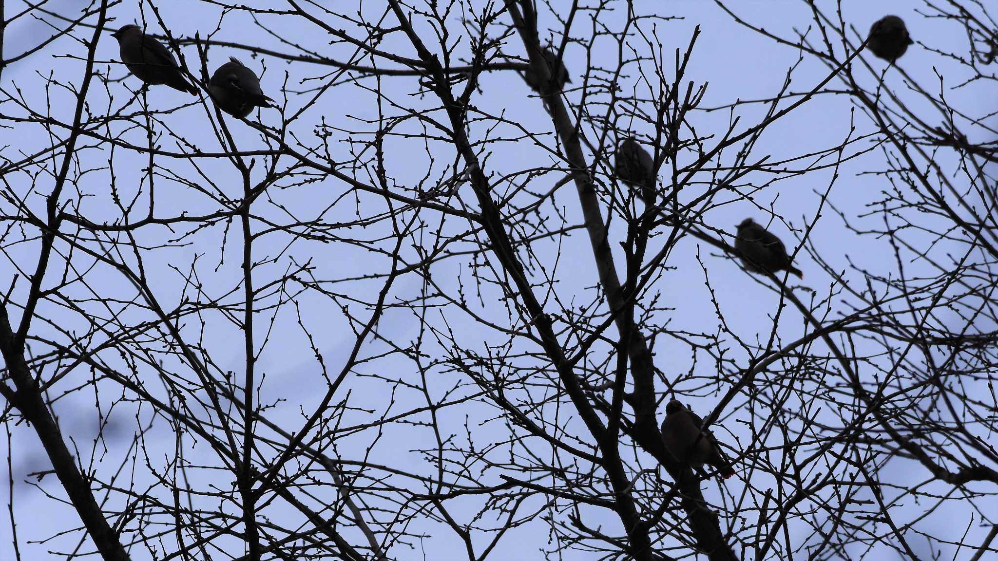 Japanese Waxwing