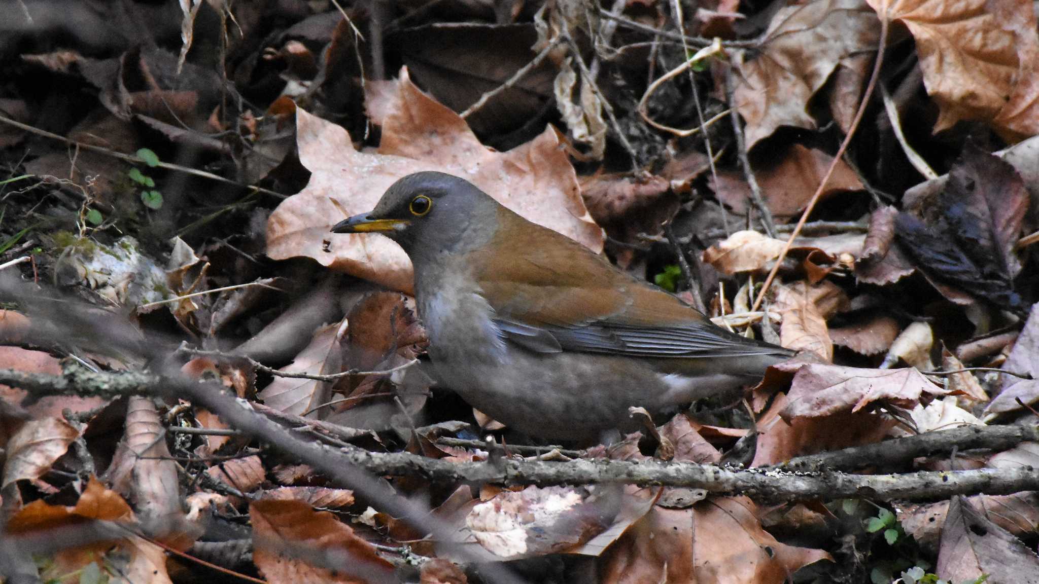 軽井沢野鳥の森 シロハラの写真 by ao1000