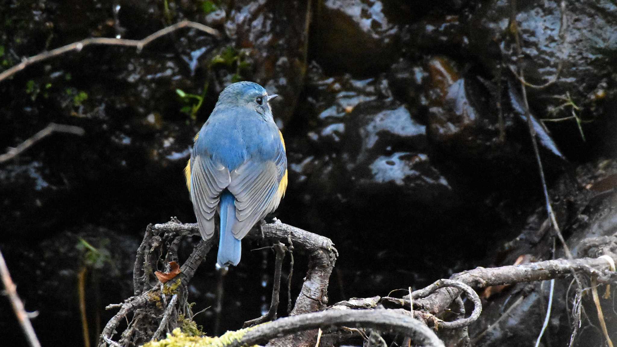 軽井沢野鳥の森 ルリビタキの写真 by ao1000