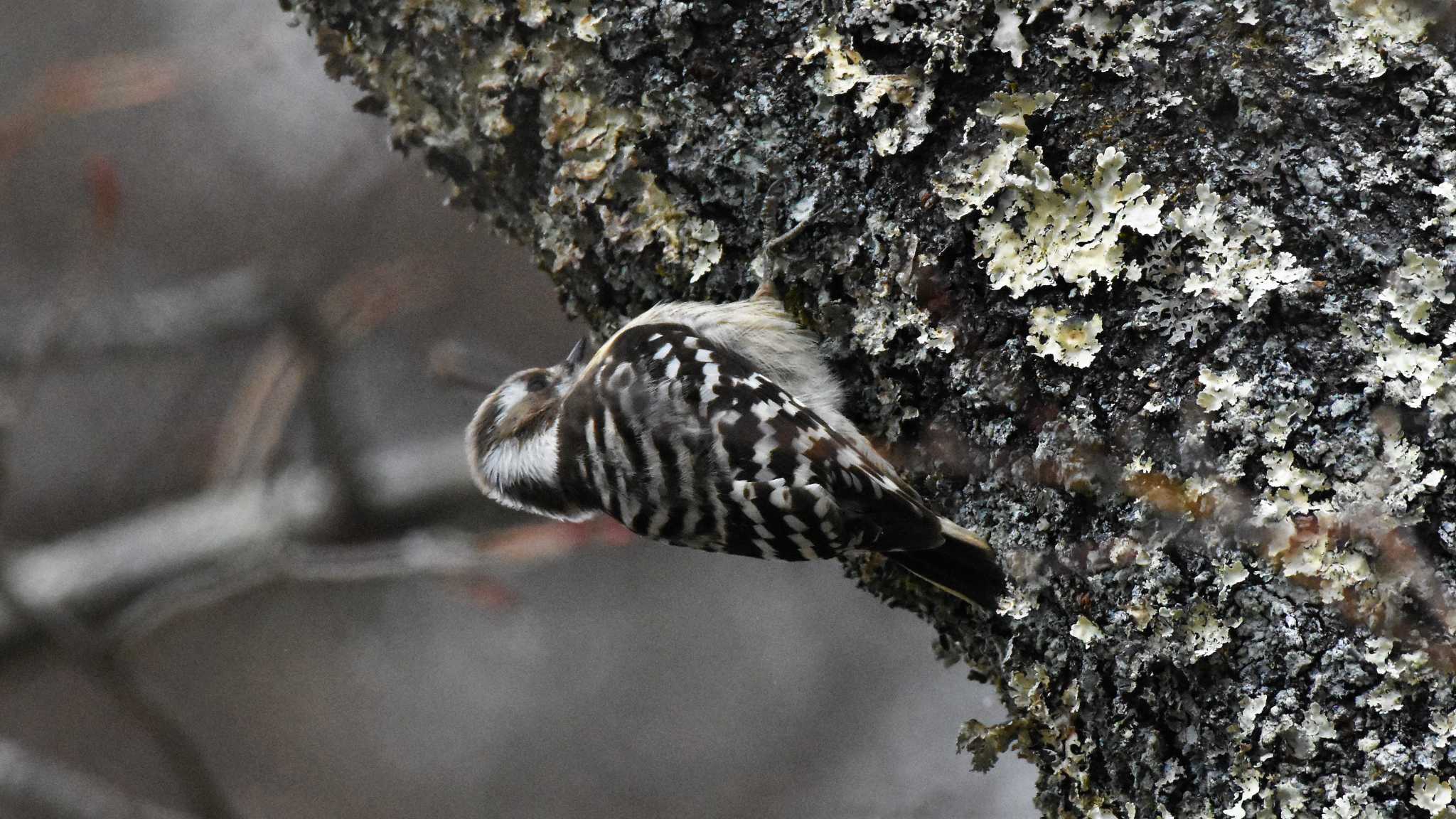 Japanese Pygmy Woodpecker