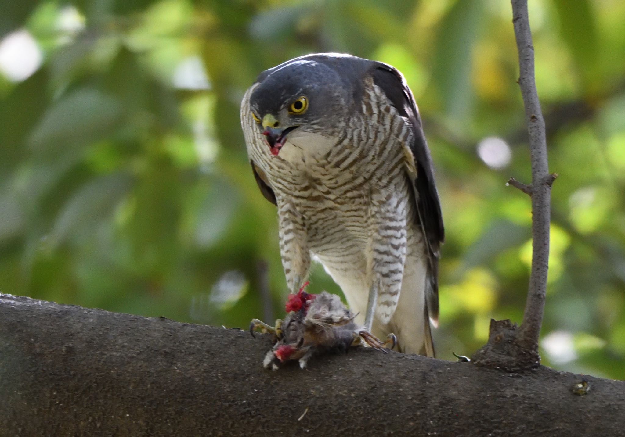 Photo of Japanese Sparrowhawk at 東京都江東区 by しゃちく(週末のすがた)