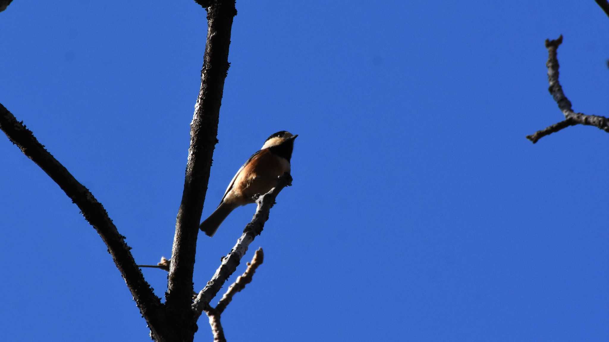 Varied Tit