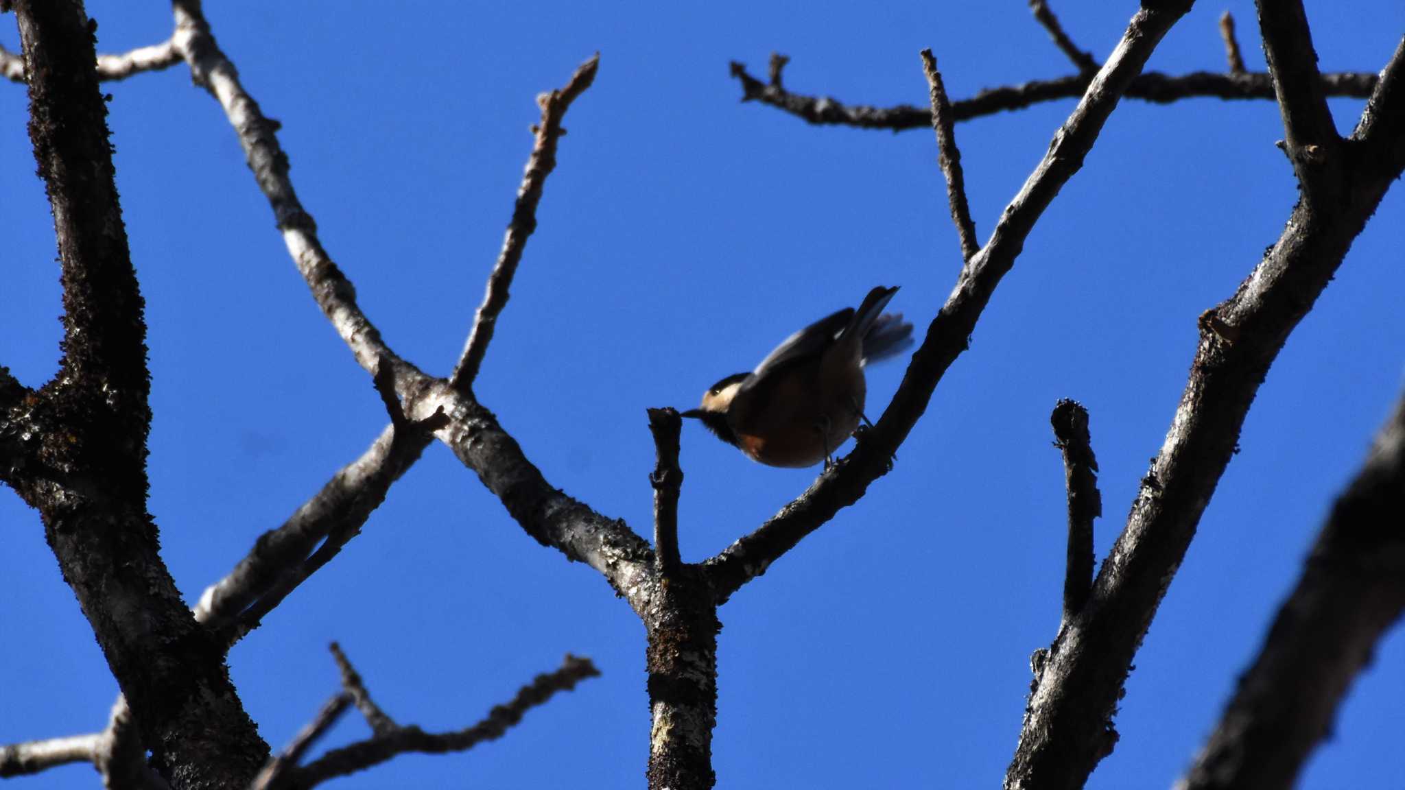 Varied Tit