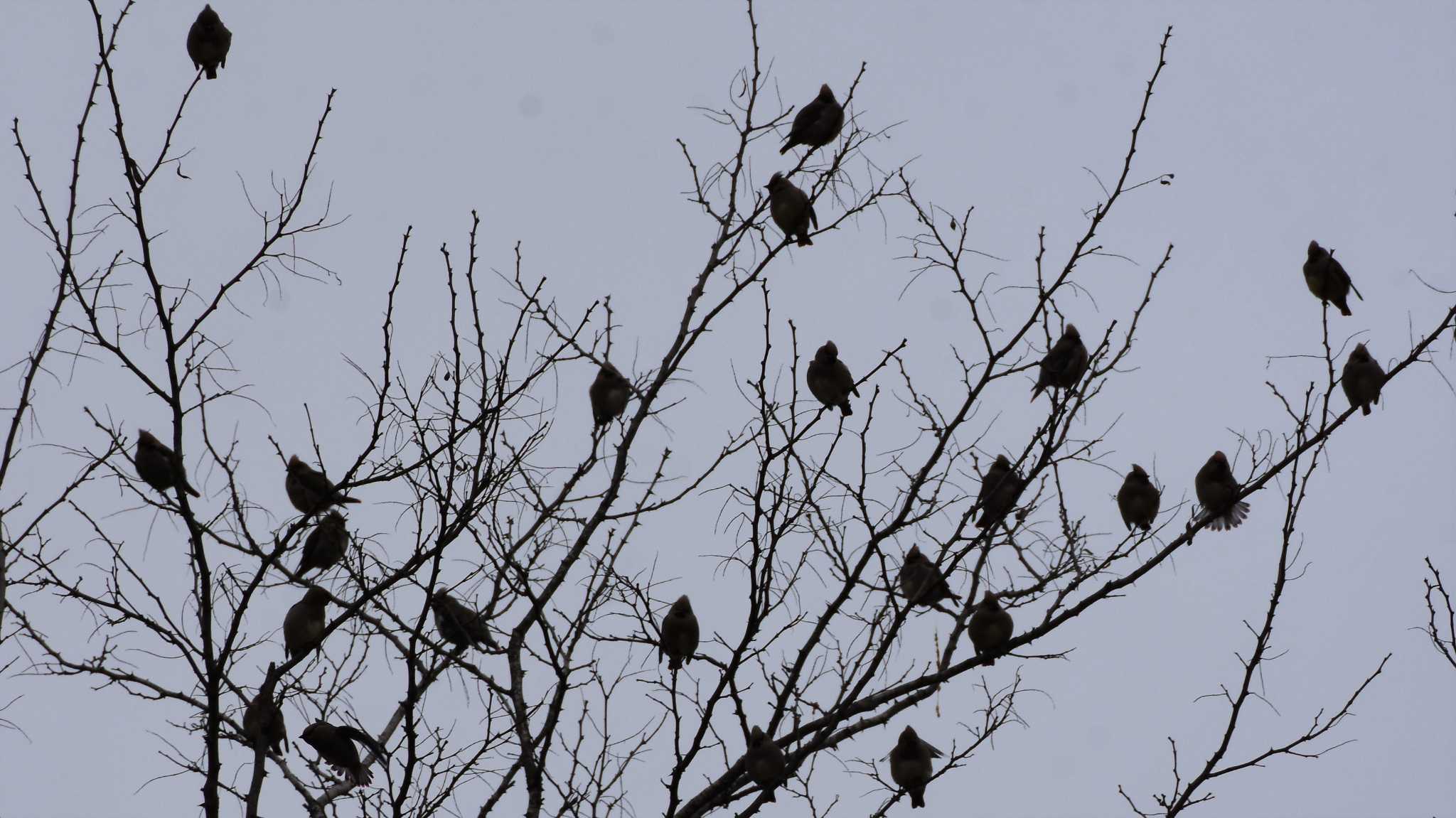 Japanese Waxwing