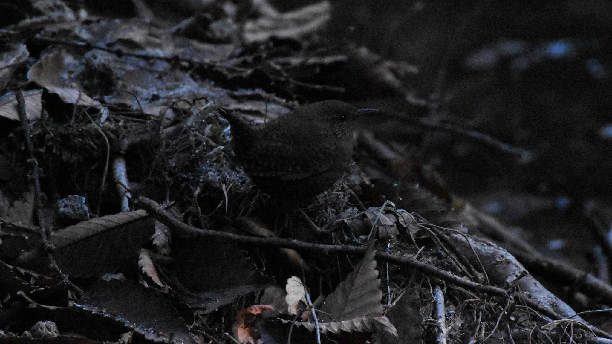 軽井沢野鳥の森 ミソサザイの写真 by ao1000