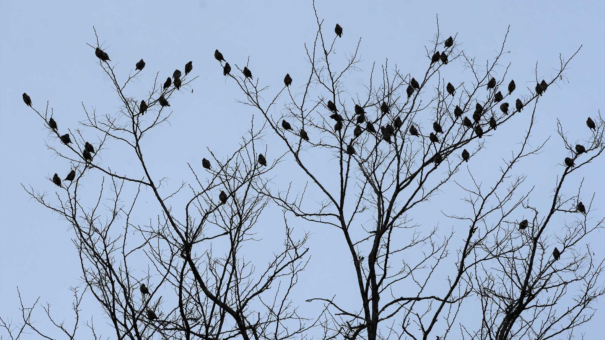 Japanese Waxwing