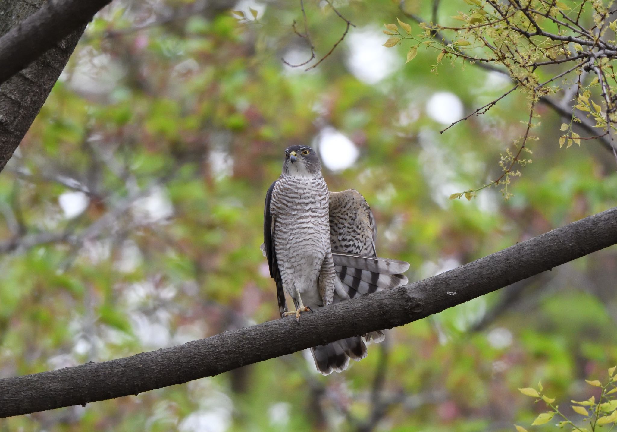 Photo of Japanese Sparrowhawk at 東京都江東区 by しゃちく(週末のすがた)