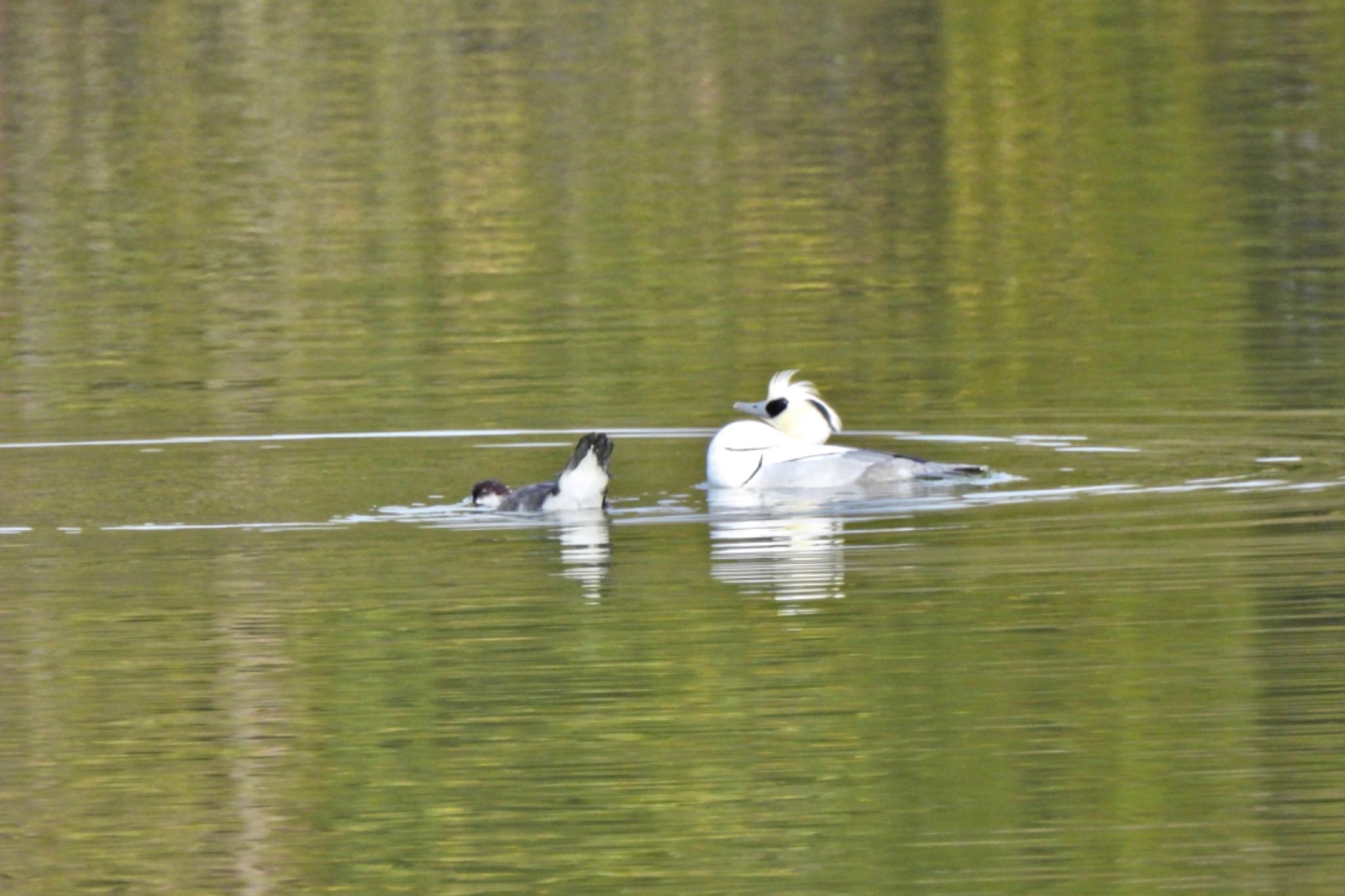 Smew