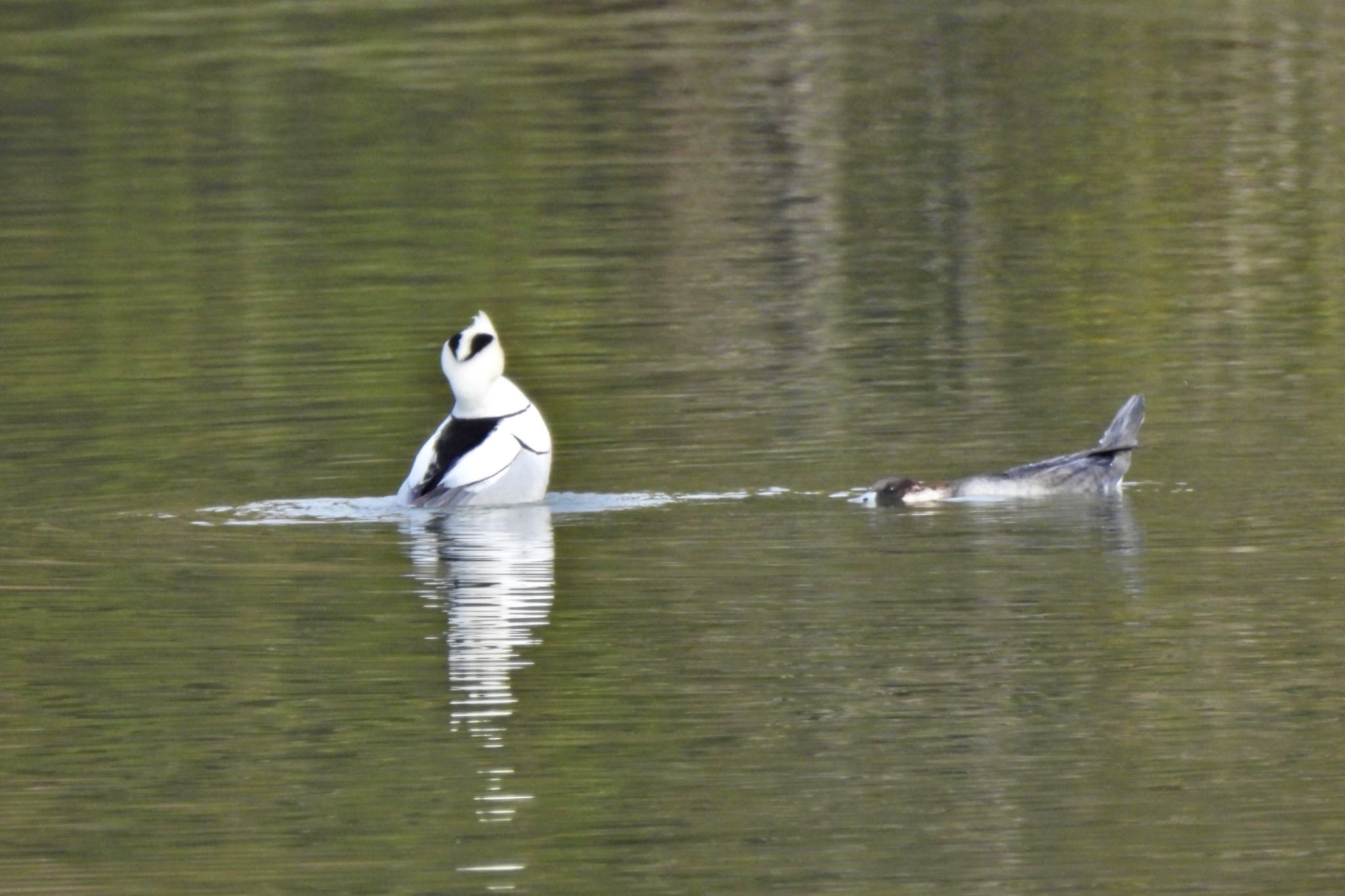 Smew