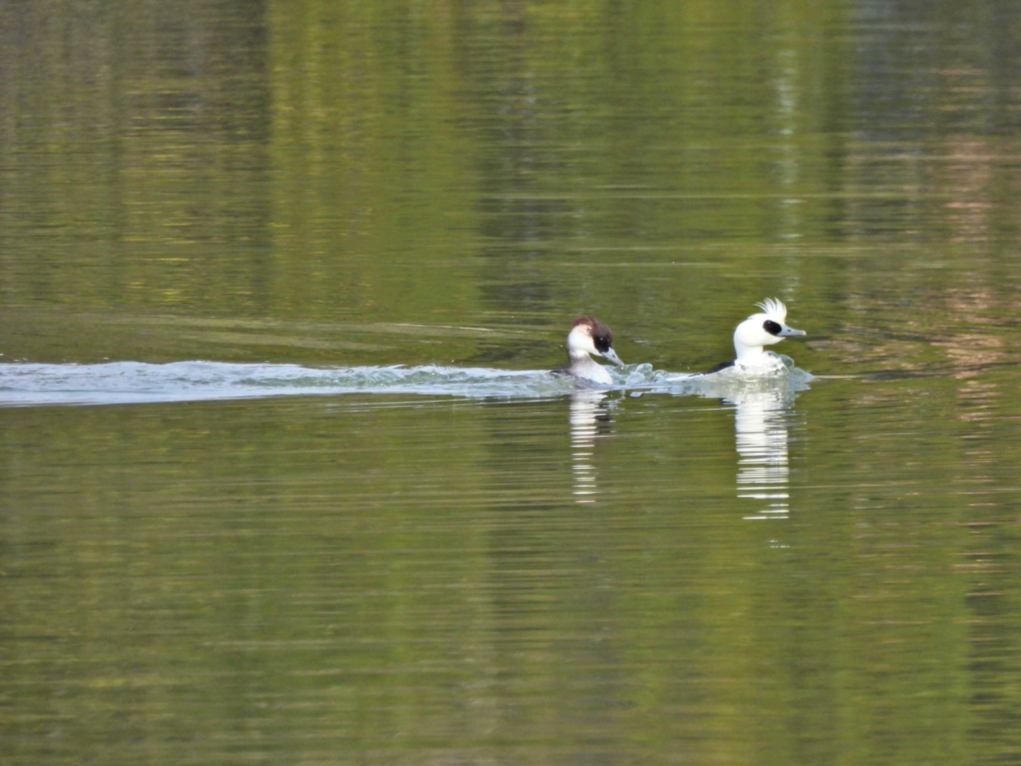 Smew