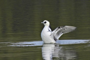 Sun, 2/5/2023 Birding report at 佐紀池