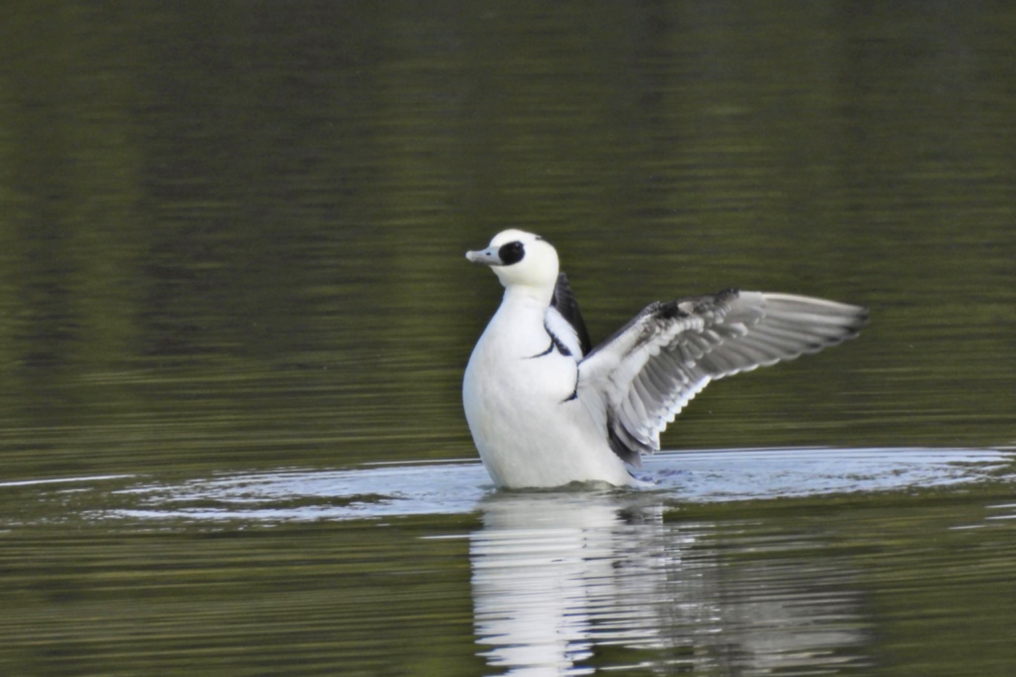 Smew