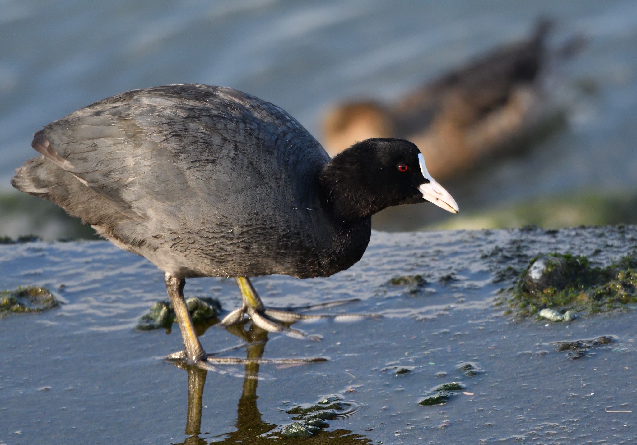 Photo of Eurasian Coot at 新浦安 by しゃちく(週末のすがた)