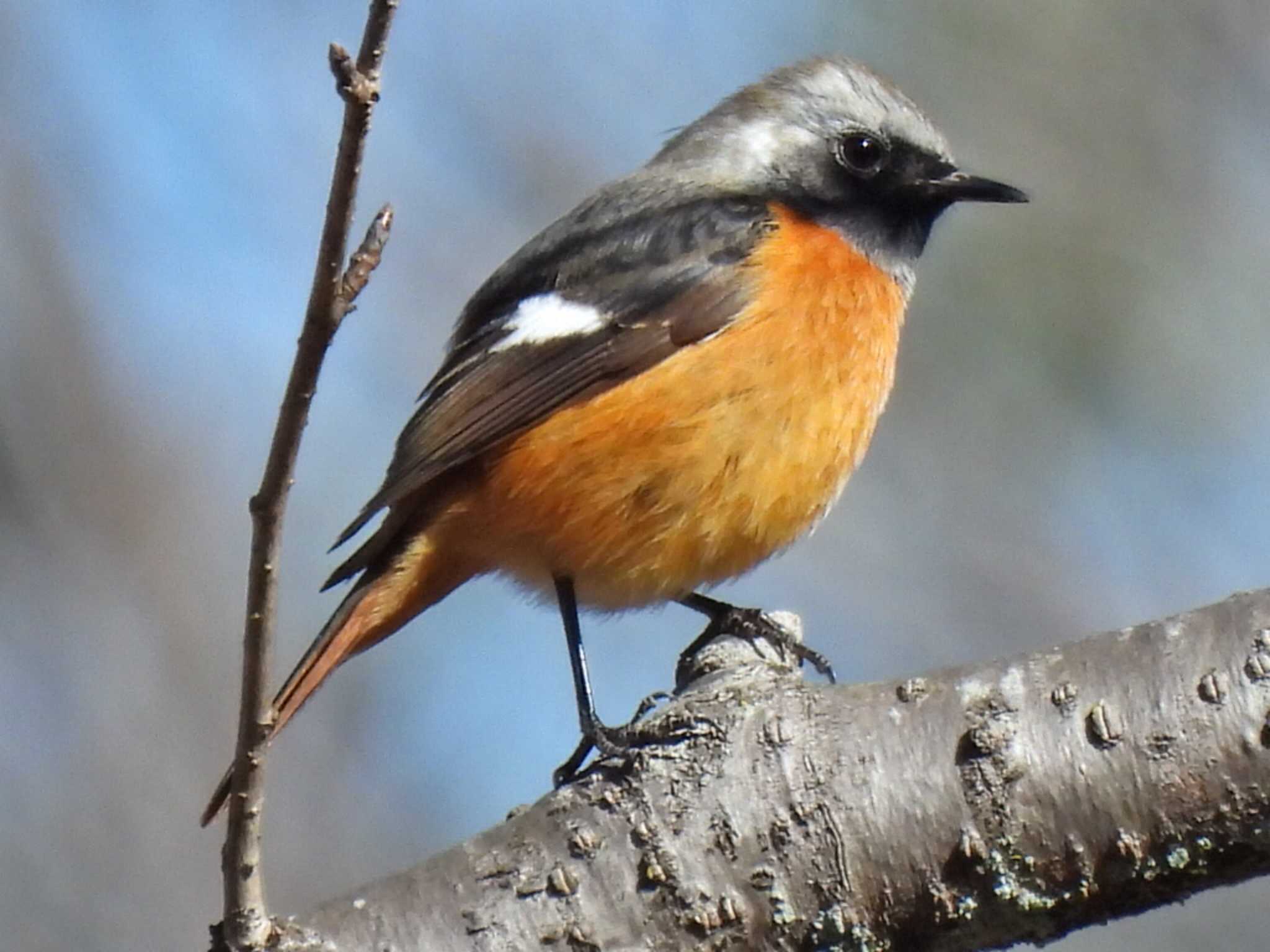 日本ラインうぬまの森 ジョウビタキの写真 by 寅次郎