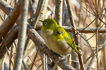 メジロ 舞岡公園 2023年2月4日(土)