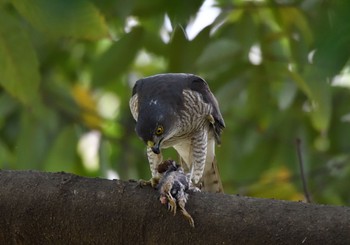 Japanese Sparrowhawk 東京都江東区 Sat, 4/7/2018