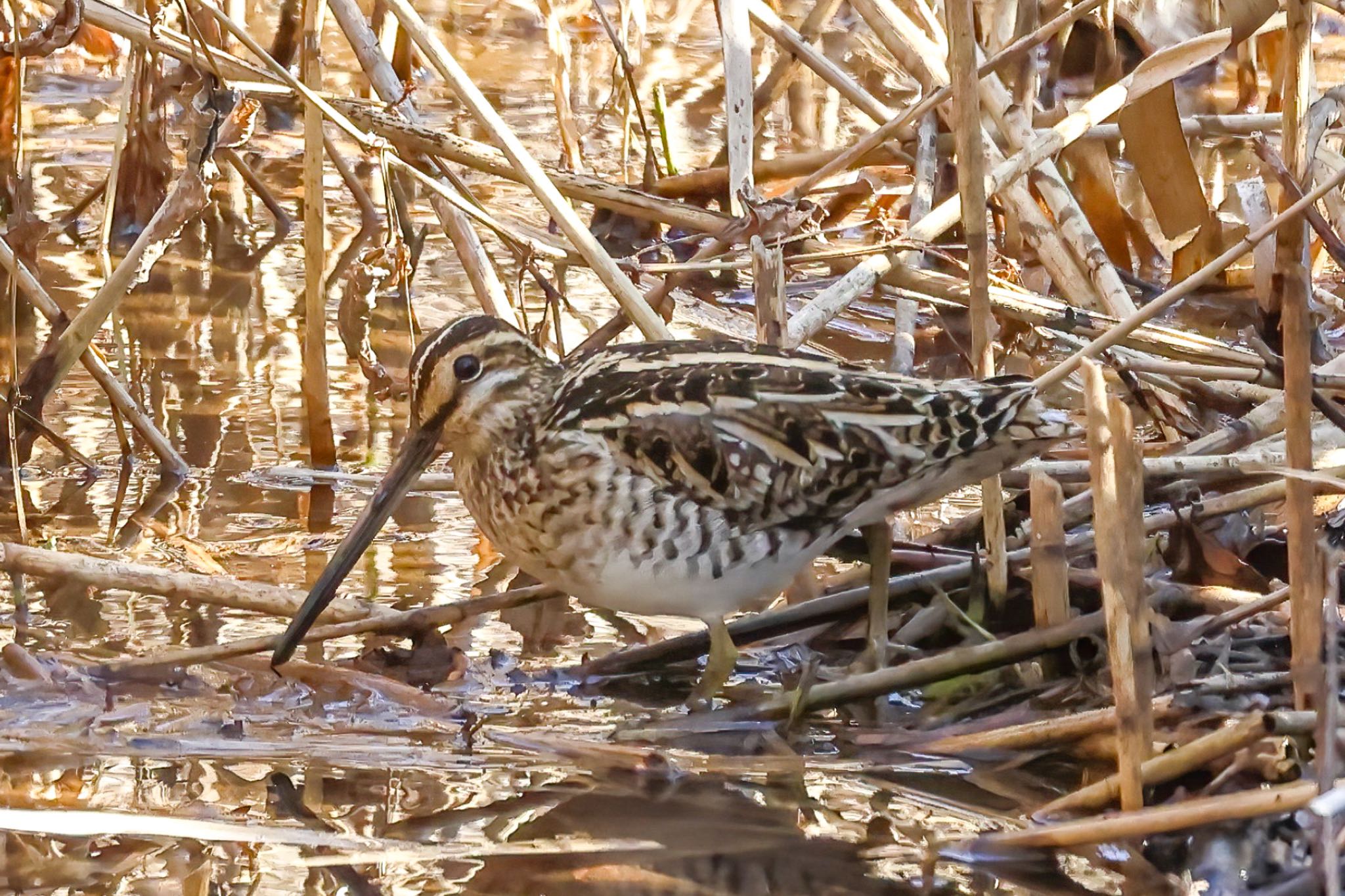 Photo of Common Snipe at Maioka Park by amachan