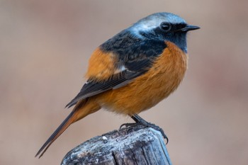 Daurian Redstart 都田総合公園 Sun, 2/5/2023